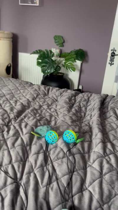 Tripod kitty Frida in full health, she learned to jump like this from her adopted, much bigger brother