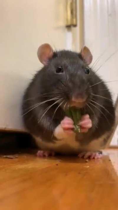 You all seemed to like bean with a banana, here he is with his namesake 🐀