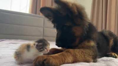 German shepherd puppy with a tiny kitten
