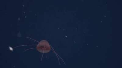 Aeginura jelly, Mid-Atlantic Ridge