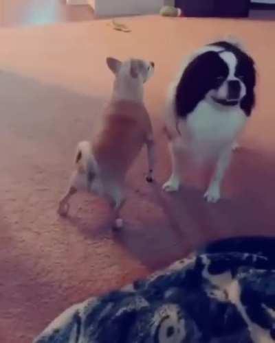 The dance of my people