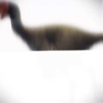 Oviraptorsauria edit