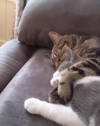 the purest thing ive ever seen