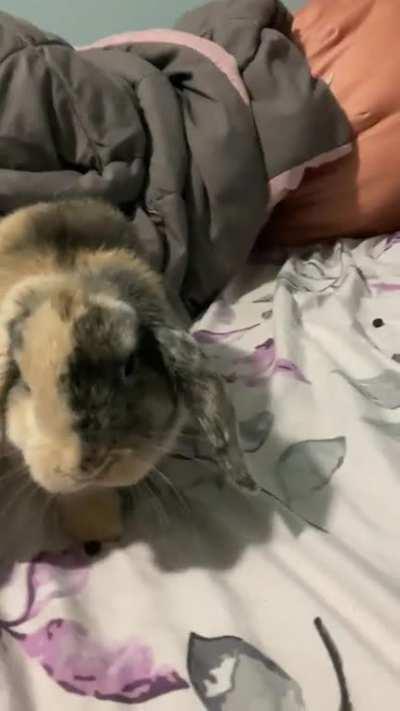 This is one of 3 of my girlfriend’s bunnies: Hazlenut. I love her.