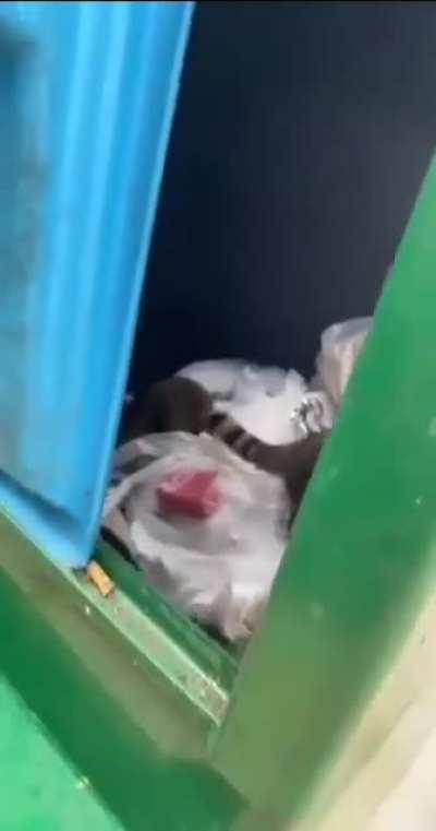 Милые зверюшки