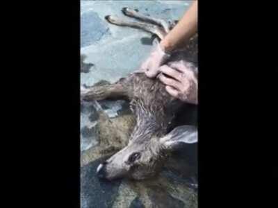 Deer CPR