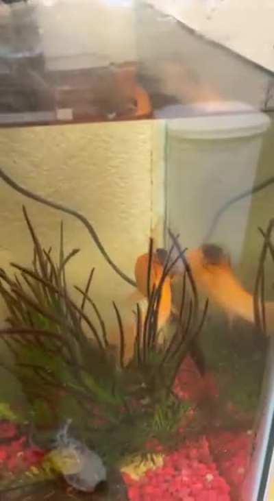 Roaches can sustain underwater?!