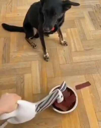 The Original Doggo Dies Inside