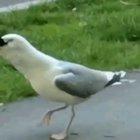 A seagull swallowing another bird