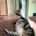 She does not like belly rubs
