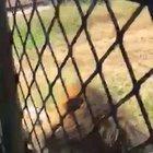 HMFT after I'm dragged into the bushes by a lion