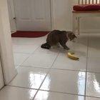 who sent you ?.......