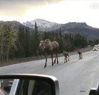 🔥 A moose family casually walking down a road
