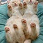 They fell asleep this way!!