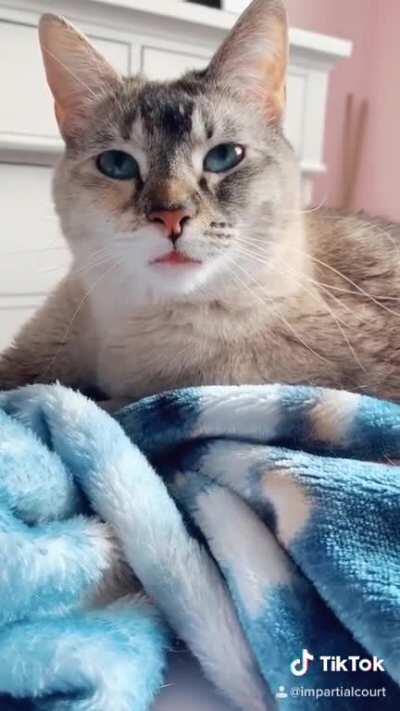 I discovered my cat hates sneezes