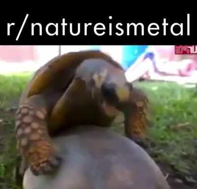 Turtle wrestles to death. Turn up for war cries.