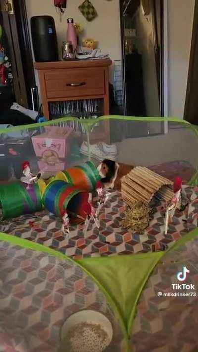 They look so happy and free