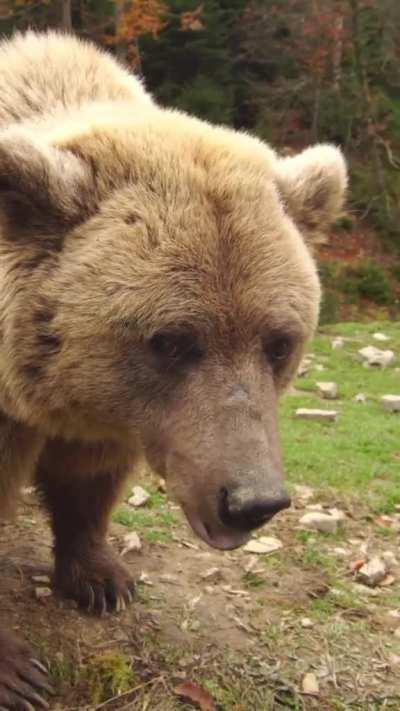 🔥 Wild Brown Bear clacking it’s fangs. Jaw-popping sounds like this are a defensive display of a fearful or surprised bear. A warning that you’re too close