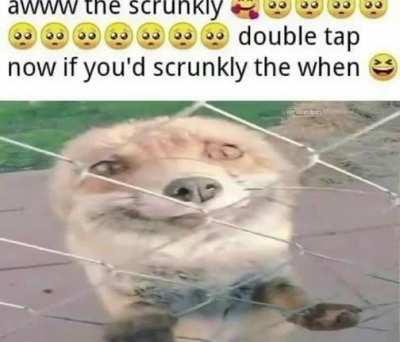 The Scrunkly Bunkly 🥰🥺🥺🥺