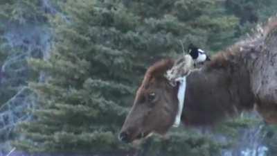 Magpie removing tics from an Elk