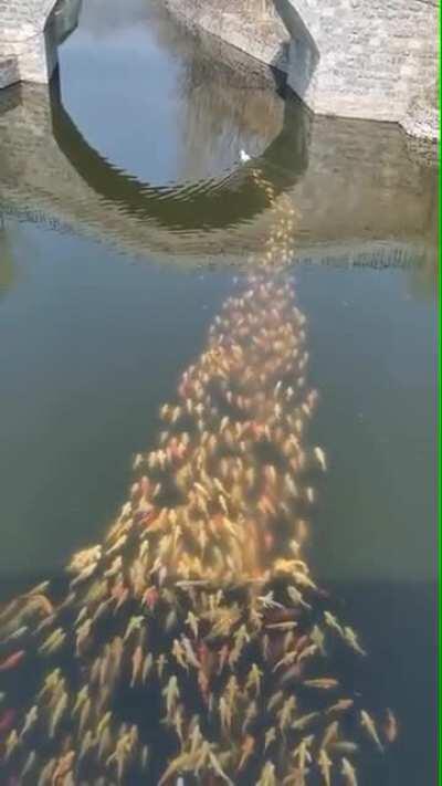A school of fish following a duck