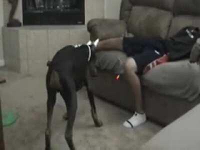 HMFT after a doberman bites me.