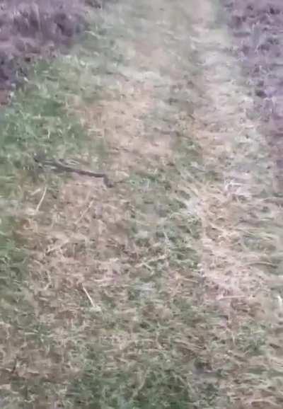 I can't walk past this snake