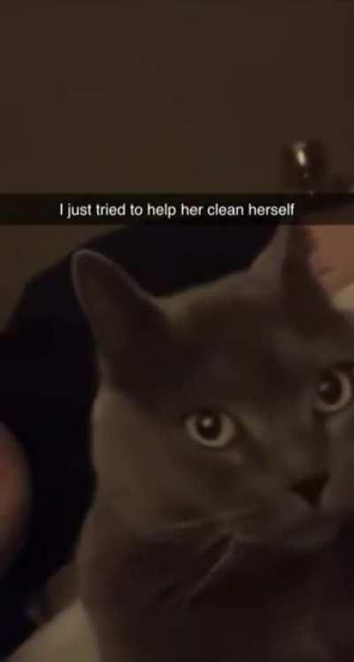 Kitty is perplexed by their human lending a hand with the grooming