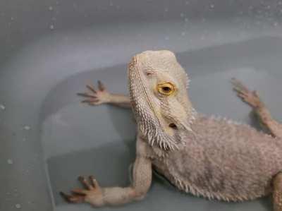 I rescued a lil friend today - his name is Vittarion. He had a bath and a drink.