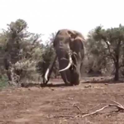 WORLDS LARGEST ELEPHANT , 8000 KG!!!