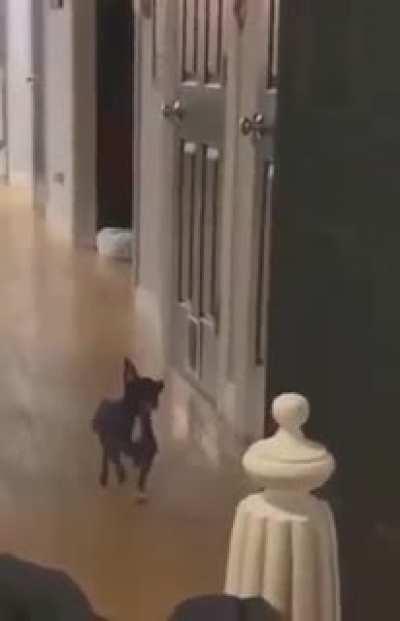 Dancing and walking dog
