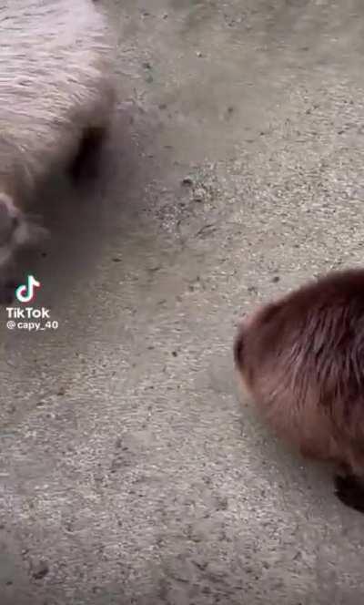 Just a couple rodents playin around