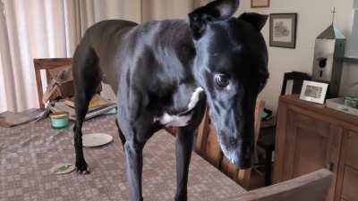 Your honor, the accused at the scene of the brownie theft. Note the empty plate and guilty look.