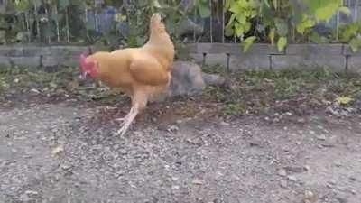 A cat stalking a mouse