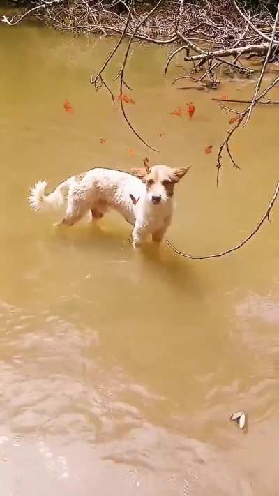 🔥Dog being a butterfly magnet 