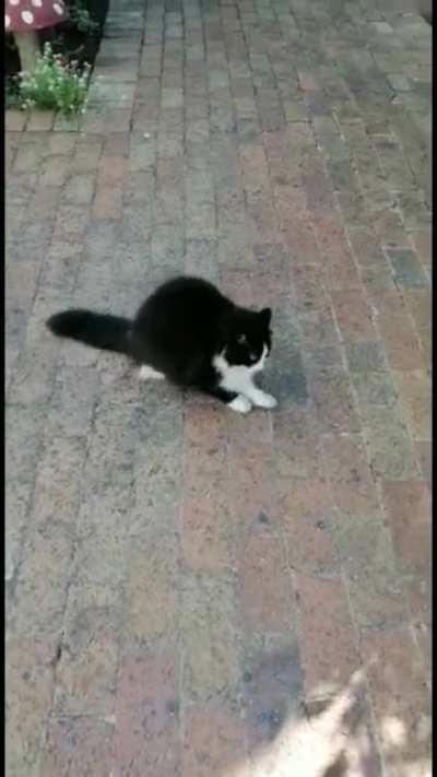 Puffball assasin glitch