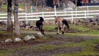 Horse and donkey playing chase