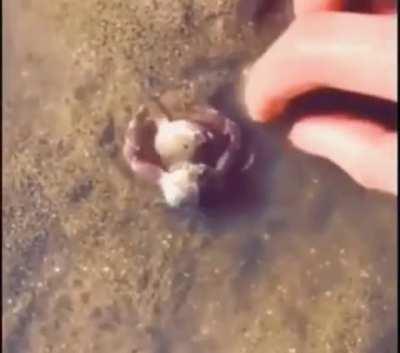 🔥 Male Crab protecting its mate.
