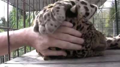 stop it human, i like it.