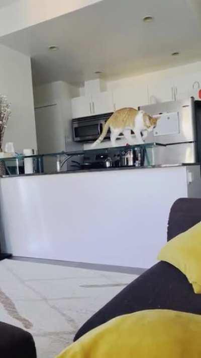 Any tips on keeping my Cat off counters. He acts like the king of the house.