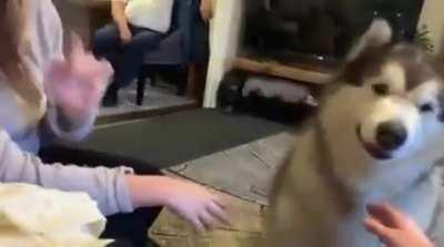 No YOU don't woof !!!