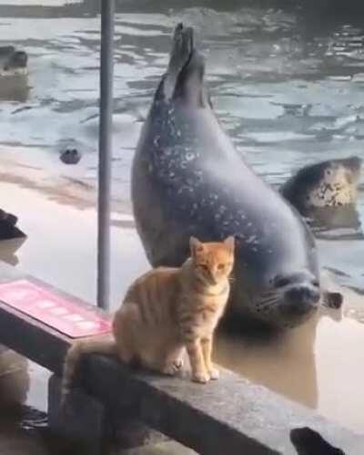 There is no impressing a cat easily