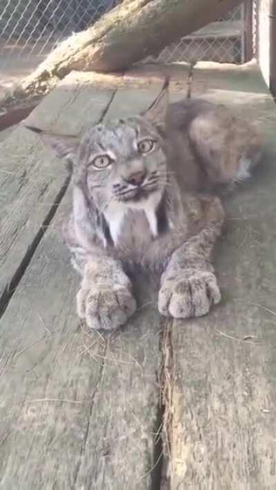 Big kitty makes smol noises