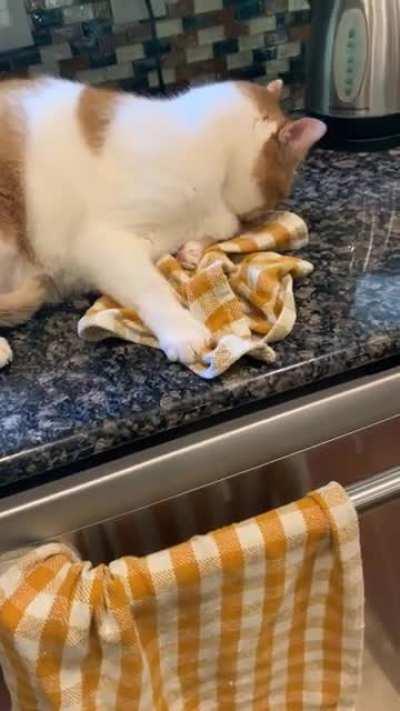 Ok here’s some more Oliver- snuggling dish cloths