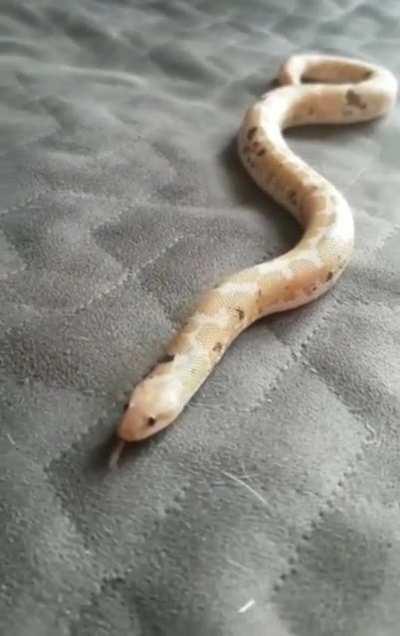 Cute Danger Noodle.
