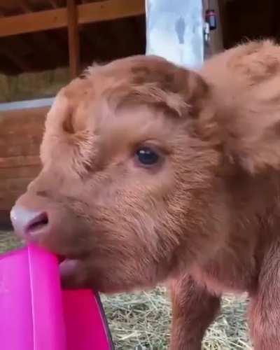 Coorie has to touch and explore everything with her tongue