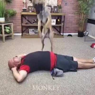 Doggo CPR