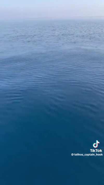 This Bluefin Tuna Feeding 