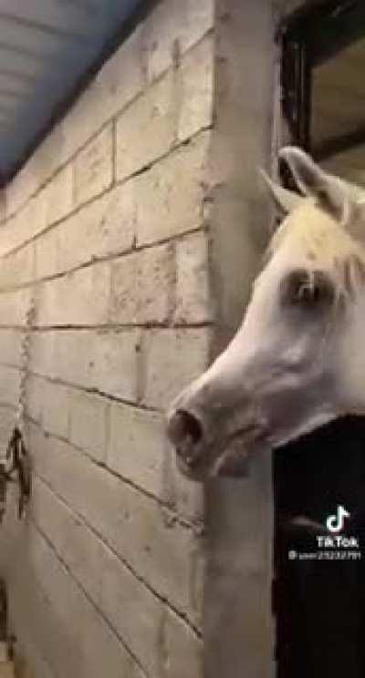 These Arabian horses are supposedly excited for feeding time.