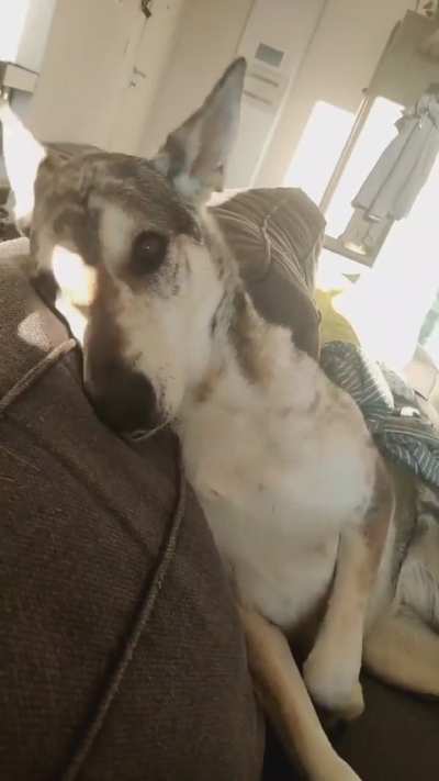 Every morning it's the same routine: I sit on the couch to read, and she jumps up, begging me to stop and give her attention.